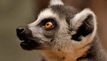 Лемуры тоже страдают от весенней депрессии